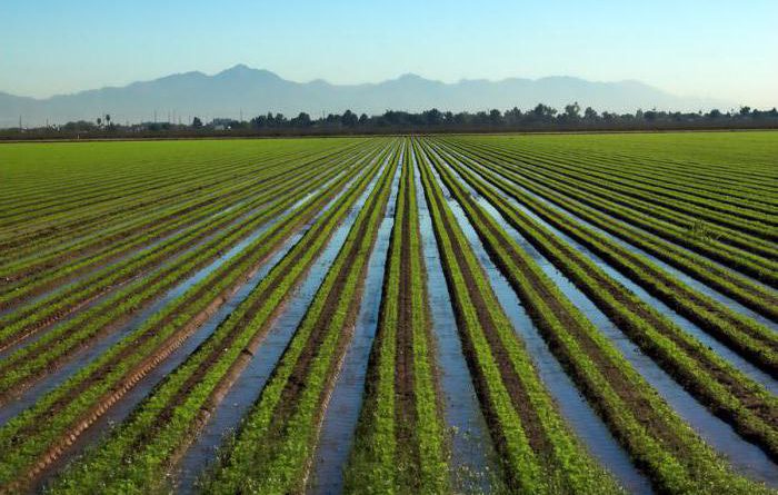 На улучшение ирригационной сети Кыргызстана выделят 2 млрд сомов